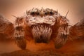 Extreme magnification - Crab spider head Royalty Free Stock Photo