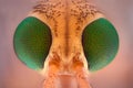 Extreme magnification - Crane fly head Royalty Free Stock Photo