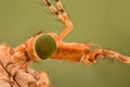 Extreme magnification - Crane fly head Royalty Free Stock Photo