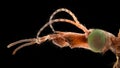 Extreme magnification - Crane Fly portrait Royalty Free Stock Photo