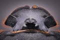 Extreme magnification - Dung Beetle, Copris lunaris Royalty Free Stock Photo