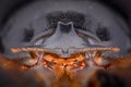 Extreme magnification - Dung Beetle, Copris lunaris