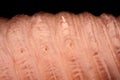 Extreme magnification - Earth worm claws for locomotion Royalty Free Stock Photo