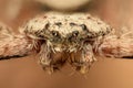 Extreme magnification - Flat spider, front view Royalty Free Stock Photo