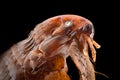 Extreme magnification - Flea at 20x Royalty Free Stock Photo