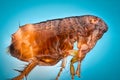 Extreme magnification - Flea at 10x