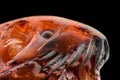 Extreme magnification - Flea at 50x