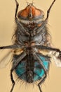 Extreme magnification - Fly body Royalty Free Stock Photo