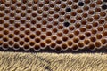 Extreme magnification - Fly compound eye at microscope, 100x magnification Royalty Free Stock Photo