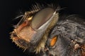 Extreme magnification - Fly head with compound eyes Royalty Free Stock Photo