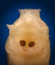 Extreme magnification - Fly larva bottom Royalty Free Stock Photo