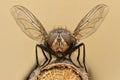 Extreme magnification - Fly liftoff Royalty Free Stock Photo