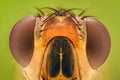 Extreme magnification - Fruit fly Royalty Free Stock Photo