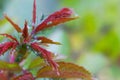 Extreme magnification - Green aphids on a plant.