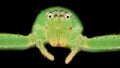 Extreme magnification - Green crab spider Royalty Free Stock Photo