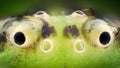 Extreme magnification - Green crab spider