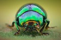 Extreme magnification - Green jewel beetle