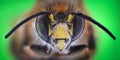 Extreme magnification - Honey Bee, front view Royalty Free Stock Photo