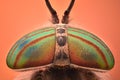 Extreme magnification - Horse fly head and eyes, Hybomitra Royalty Free Stock Photo