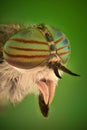 Extreme magnification - Horse fly head and eyes, Hybomitra Royalty Free Stock Photo