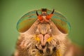 Extreme magnification - Horse fly head and eyes, Hybomitra Royalty Free Stock Photo