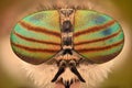 Extreme magnification - Horse fly head and eyes, Hybomitra Royalty Free Stock Photo