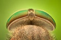 Extreme magnification - Horsefly Royalty Free Stock Photo