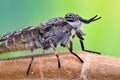 Extreme magnification - Horsefly Royalty Free Stock Photo