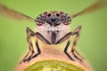 Extreme magnification - Horsefly Royalty Free Stock Photo
