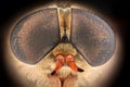 Extreme magnification - Horsefly Royalty Free Stock Photo