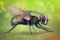 Extreme magnification - House fly Royalty Free Stock Photo