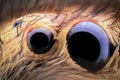 Extreme magnification - Jumping spider eyes Royalty Free Stock Photo