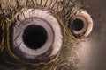 Extreme magnification - Jumping spider eyes at 20x Royalty Free Stock Photo