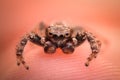 Extreme magnification - Jumping spider on human finger Royalty Free Stock Photo