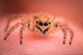Extreme magnification - Jumping spider on human finger Royalty Free Stock Photo