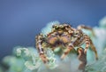 Extreme magnification - Jumping spider portrait, front view Royalty Free Stock Photo