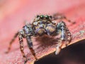 Extreme magnification - Jumping spider portrait, front view Royalty Free Stock Photo