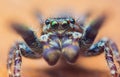 Extreme magnification - Jumping spider portrait, front view Royalty Free Stock Photo