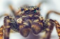 Extreme magnification - Jumping spider portrait, front view Royalty Free Stock Photo