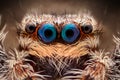 Extreme magnification - Jumping spider portrait