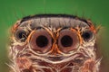 Extreme magnification - Jumping spider portrait Royalty Free Stock Photo