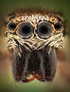 Extreme magnification - Jumping spider portrait Royalty Free Stock Photo