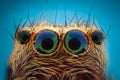 Extreme magnification - Jumping spider portrait Royalty Free Stock Photo