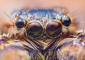 Extreme magnification - Jumping spider portrait, front view Royalty Free Stock Photo