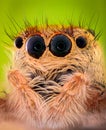 Extreme magnification - Jumping spider portrait, front view Royalty Free Stock Photo