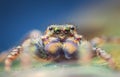 Extreme magnification - Jumping spider portrait, front view Royalty Free Stock Photo