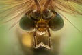 Extreme magnification - Mosquito head, Chironomus, front view Royalty Free Stock Photo