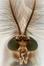 Extreme magnification - Mosquito head Royalty Free Stock Photo