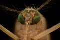 Extreme magnification - Mosquito head