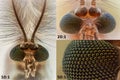 Extreme magnification - Mosquito head compilation Royalty Free Stock Photo